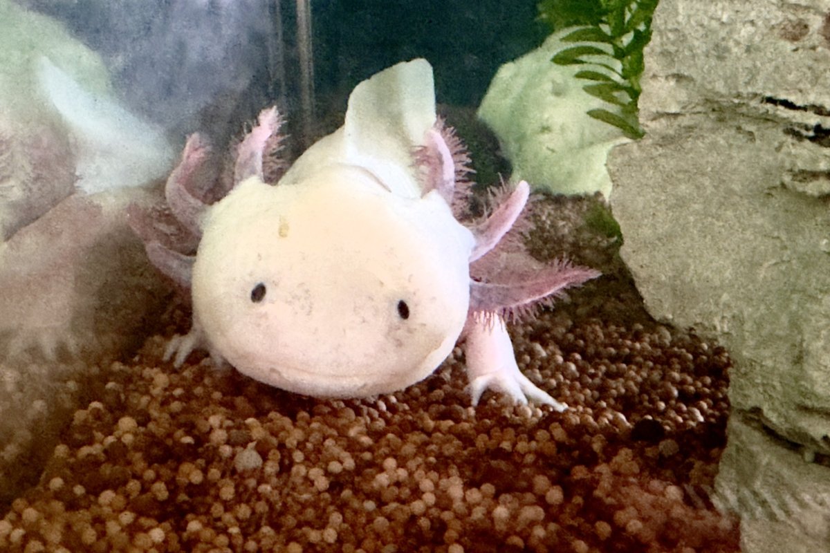 Titelbild für Beitrag: Ein Axolotl wohnt nun bei uns...