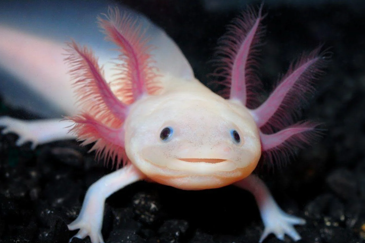 Titelbild für Beitrag: Bald kommen Axolotls in die Aquarien! (Schülerartikel)
