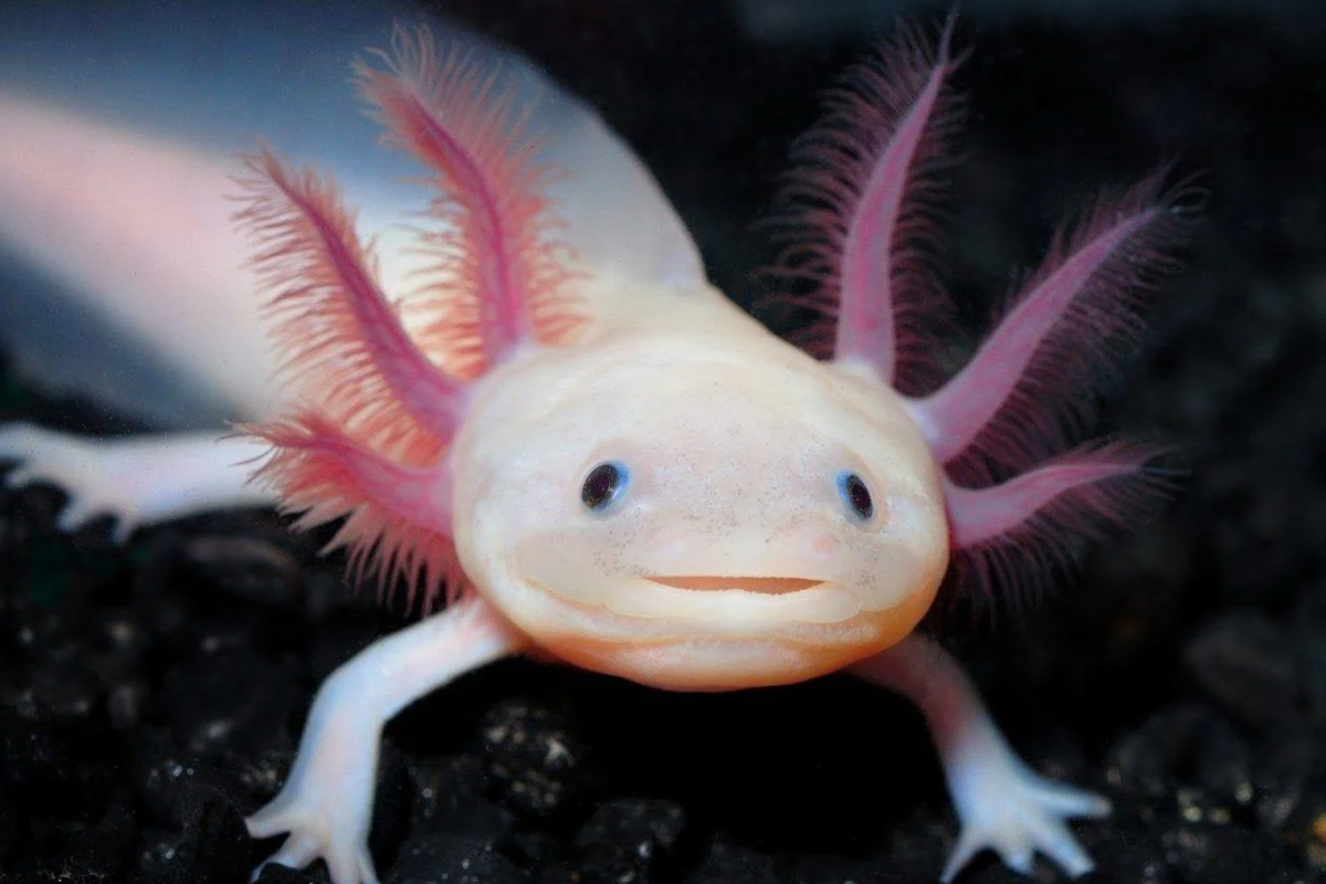 Titelbild für Beitrag: Bald kommen Axolotls in die Aquarien!