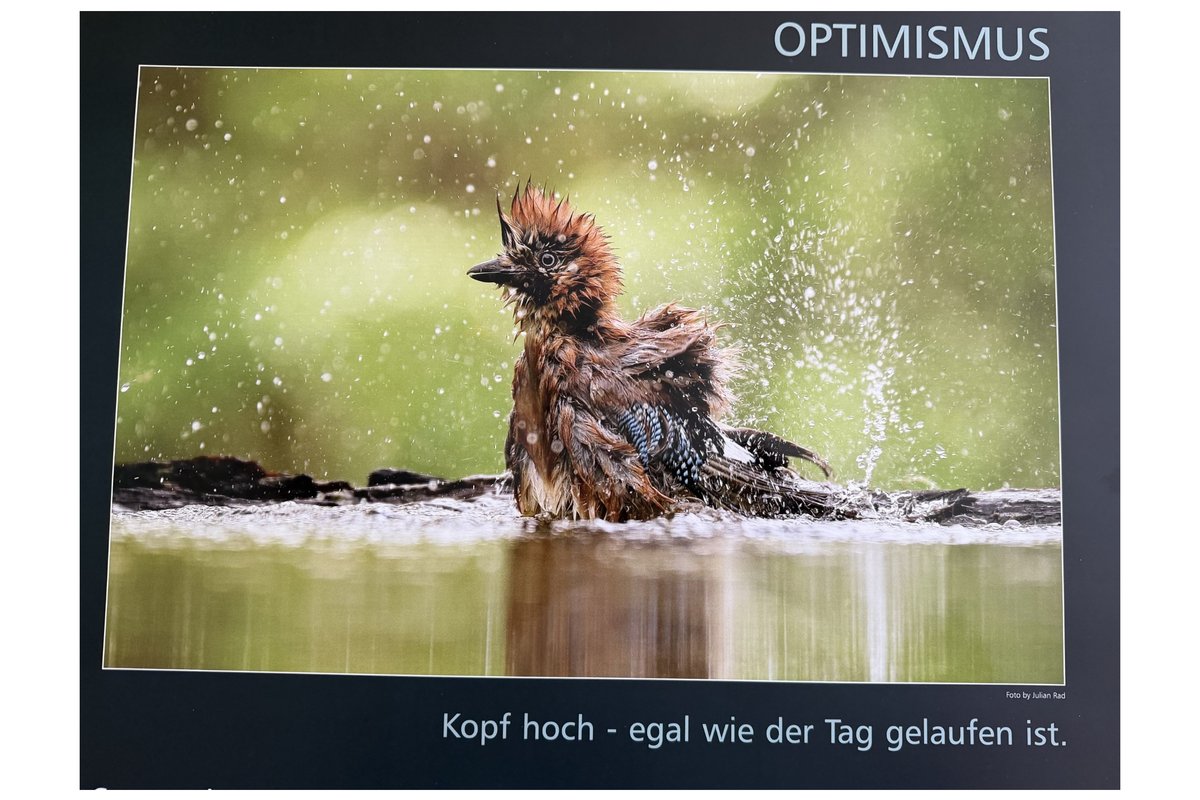Titelbild für Beitrag: Nur ein Eichelhäher – aber der hat es in sich.