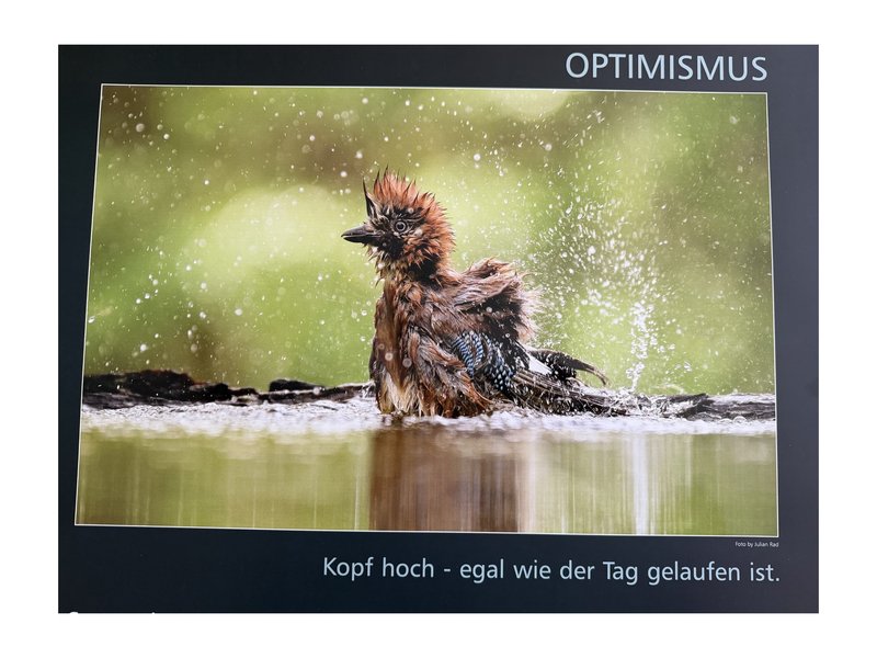 Titelbild für Beitrag: Nur ein Eichelhäher – aber der hat es in sich.