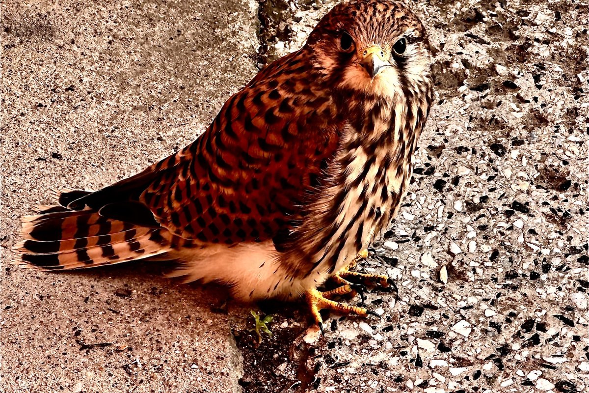 Titelbild für Beitrag: Falke