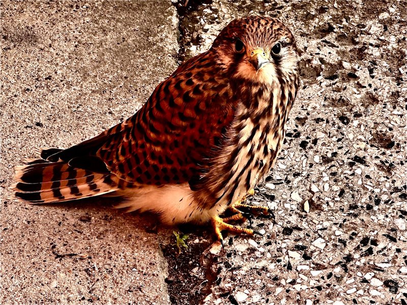 Titelbild für Beitrag: Falke